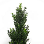 Arbre topiaire en cèdre artificiel traité anti-UV pour extérieur, 90 cm, plante réaliste Botanik